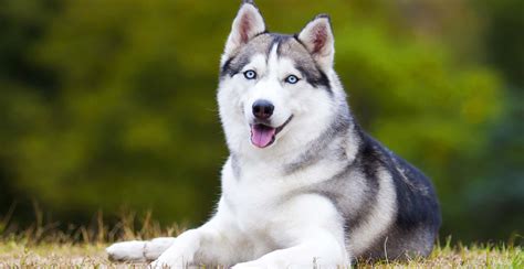 siberian hahasky|Siberian Husky: Dog Breed Characteristics & Care .